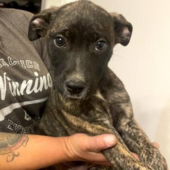Taquito -  Australian Cattle Dog Blue Heeler and Pit Bull Terrier Dog for Adoption in Tacoma, Washington - Taquito | PetCurious