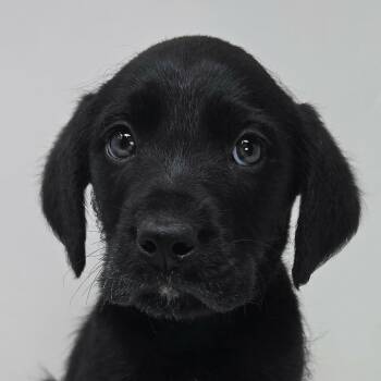 Border Collie and Spaniel Dogs Available for Adoption - Zen Star | PetCurious