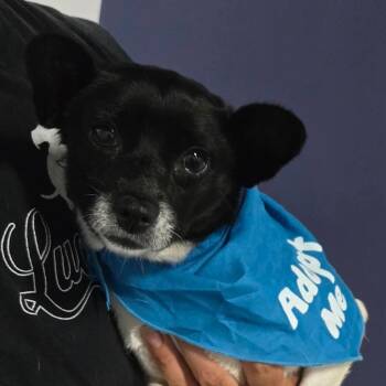 Rescue Rat Terrier and Chihuahua Dogs for Adoption in Baldwin, Wisconsin - Tricia | PetCurious