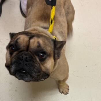 Gucci -  French Bulldog Dog Available for Adoption in Goleta, California - Gucci | PetCurious
