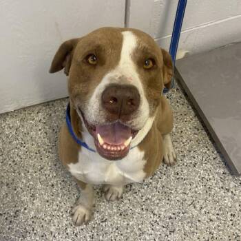 Labrador Retriever and Mastiff Dogs Available for Adoption in Hattiesburg, Mississippi - Sammy | PetCurious