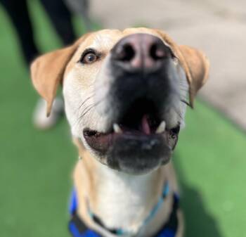 Labrador Retriever and Mixed Breed Dogs Available for Adoption - Zippity | PetCurious