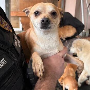 Chihuahua and Mixed Breed Dogs Available for Adoption - Boch | PetCurious