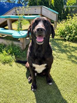 Preacher -  Black Labrador Retriever Dog for Adoption in Wooster, Ohio - Preacher | PetCurious