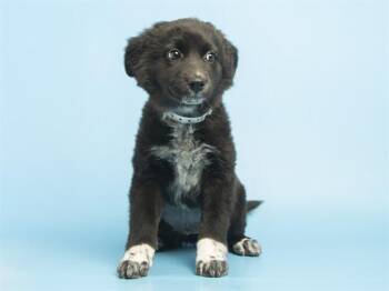 GRETCHEN -  Australian Cattle Dog Blue Heeler and Anatolian Shepherd Dog for Adoption in Phoenix, Arizona - GRETCHEN | PetCurious