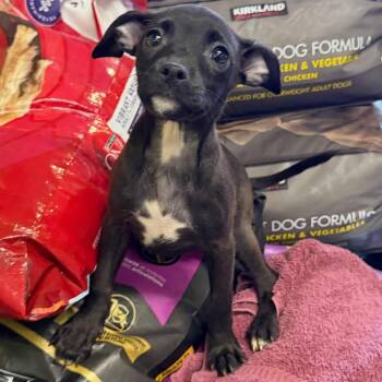 Flare -  Mixed Breed Dog for Adoption in Valparaiso, Indiana - Flare | PetCurious