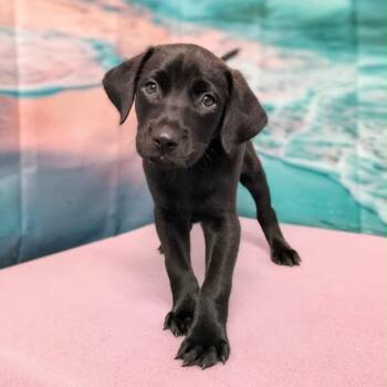 Mallie -  Labrador Retriever and Mixed Breed Dog for Adoption in Griswold, Connecticut - Mallie | PetCurious