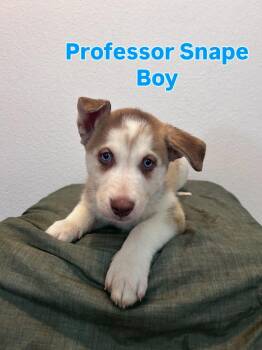 Rescue Husky Dogs for Adoption in Las Vegas, Nevada - Professor Snape | PetCurious