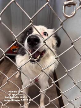 Bandit -  Border Collie Dog for Adoption in Pottsville, Pennsylvania - Bandit | PetCurious