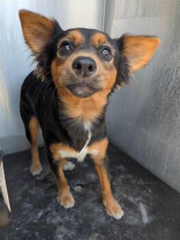 Chihuahua Dogs Available for Adoption in San Antonio, Texas - FANCY | PetCurious