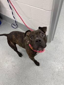 RUSSELL -  Pit Bull Terrier Dog for Adoption in Indianapolis, Indiana - RUSSELL | PetCurious