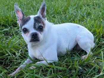 Bonnie-11 lb girl! -  Boston Terrier and Chihuahua Dog for Adoption in Fort Myers, Florida - Bonnie-11 Lb Girl! | PetCurious