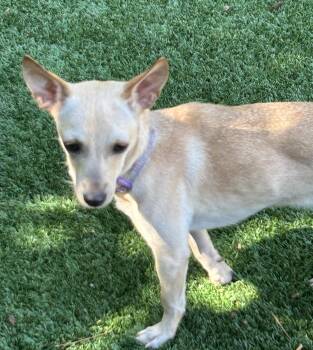 Rescue Chihuahua Dogs for Adoption in Sarasota, Florida - Pixie | PetCurious