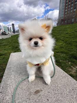 Pomeranian Dogs Available for Adoption in New York, New York - Sugar | PetCurious