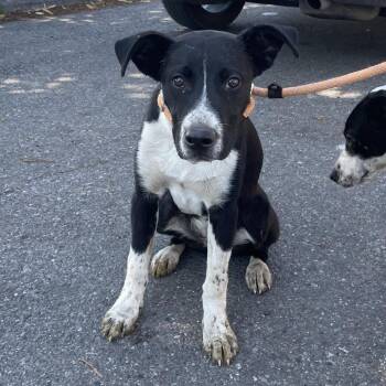 Flint SPWA-Stray-149305 -  Mixed Breed Dog for Adoption in Spokane, Washington - Flint SPWA-Stray-149305 | PetCurious