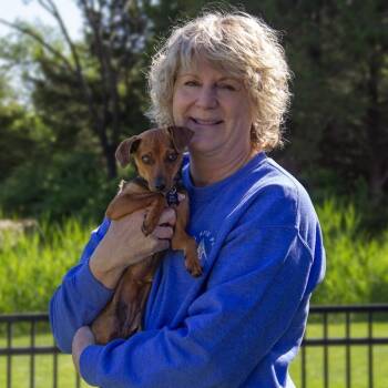 Dachshund and Miniature Pinscher Dogs Available for Adoption in Wichita, Kansas - Lucy | PetCurious
