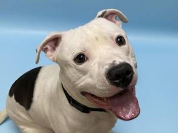 Simon -  Pit Bull Terrier and Mixed Breed Dog for Adoption in Woodbury, Minnesota - Simon | PetCurious