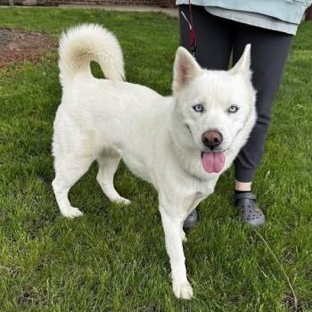 Siberian Husky Dogs Available for Adoption in Waterloo, Iowa - Carly | PetCurious