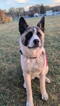 Rescue Akita Dogs for Adoption in Chesapeake Beach, Maryland - Kisha | PetCurious