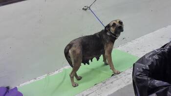 SAGE -  Staffordshire Bull Terrier and Mixed Breed Dog for Adoption in Houston, Texas - SAGE | PetCurious