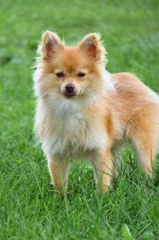 Tim -  Pomeranian Dog for Adoption in Lagrange, Indiana - Tim | PetCurious