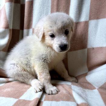 Cypress -  Great Pyrenees and Mixed Breed Dog for Adoption - Cypress | PetCurious