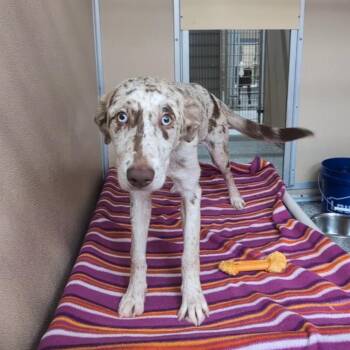 Sedona -  Catahoula Leopard Dog and Australian Shepherd Dog for Adoption in St. Augustine, Florida - Sedona | PetCurious
