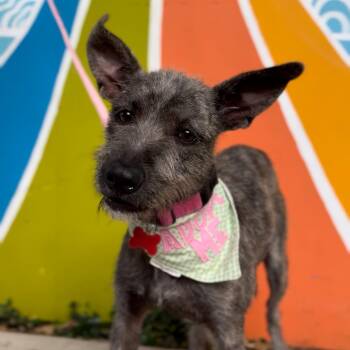Rescue Schnauzer and Terrier Dogs for Adoption in Houston, Texas - Olive & Oliver | PetCurious
