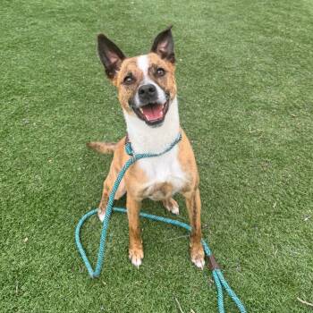 Mixed Breed Dogs Available for Adoption in Saint Charles, Missouri - Sir Willow | PetCurious