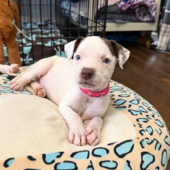 Tiny -  Mixed Breed Dog for Adoption in Shorewood, Illinois - Tiny | PetCurious