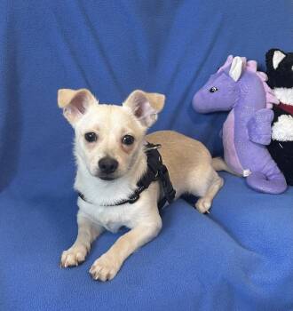 Chihuahua Dogs Available for Adoption in Cedartown, Georgia - Coconut | PetCurious