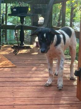 River -  Australian Shepherd and Mixed Breed Dog for Adoption in Morton Grove, Illinois - River | PetCurious