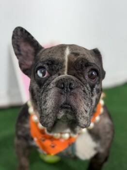 Isabella-One of our Amazing Rescue Dogs -  French Bulldog and Mixed Breed Dog for Adoption in Carlsbad, California - Isabella-One Of Our Amazing Rescue Dogs | PetCurious