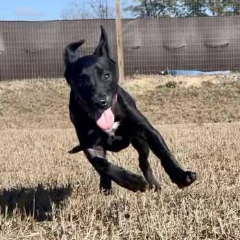 Black Labrador Retriever and Mixed Breed Dogs Available for Adoption - Lincoln | PetCurious