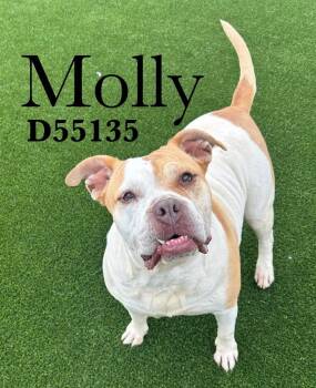 Molly -  American Bulldog and Mixed Breed Dog Available for Adoption in Clarksville, Tennessee - Molly | PetCurious