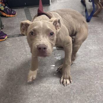 Belia -  Mixed Breed Dog for Adoption in Philadelphia, Pennsylvania - Belia | PetCurious