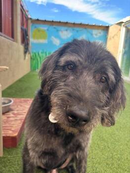 Howard -  Labradoodle Dog for Adoption in Phoenix, Arizona - Howard | PetCurious