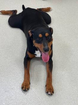 Ollie -  Rottweiler Dog for Adoption in Ashland, Ohio - Ollie | PetCurious