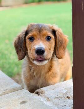 Almanzo -  Golden Retriever and Labrador Retriever Dog for Adoption in Trenton, New Jersey - Almanzo | PetCurious