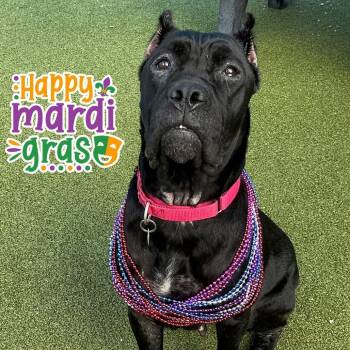 Cane Corso Dogs Available for Adoption - Daisy | PetCurious