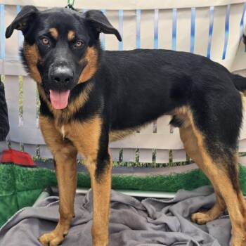 Woody -  Mixed Breed Dog for Adoption in Huntsville, Alabama - Woody | PetCurious