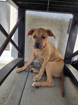 BONNIE -  Yellow Labrador Retriever and Black Mouth Cur Dog for Adoption in Los Angeles, California - BONNIE | PetCurious