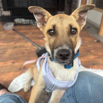 Henry -  Mixed Breed Dog for Adoption in Woodstock, Ontario - Henry | PetCurious