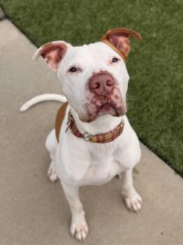 Bull Terrier Dogs Available for Adoption in Mt. Juliet, Tennessee - Buster | PetCurious