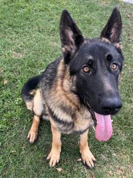 Rescue German Shepherd Dog Dogs for Adoption in Riverside, California - KENJI | PetCurious