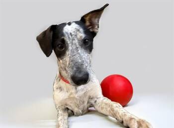 Australian Cattle Dog Blue Heeler and Mixed Breed Dogs Available for Adoption in Fort Lauderdale, Florida - NOLA | PetCurious