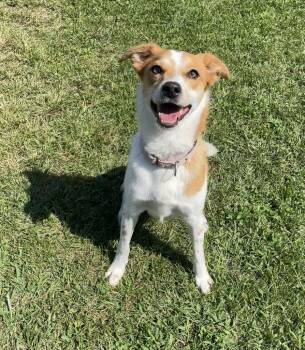 Winnie -  Mixed Breed Dog for Adoption in Jackson, Michigan - Winnie | PetCurious