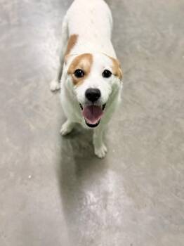 Saint Bernard Dogs Available for Adoption - Curling | PetCurious