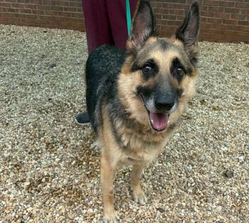 Klondike -- MEET ME AT CRABAPPLE KNOLL VET CLINIC -  German Shepherd Dog Dog for Adoption in Alpharetta, Georgia - Klondike -- MEET ME AT CRABAPPLE KNOLL VET CLINIC | PetCurious