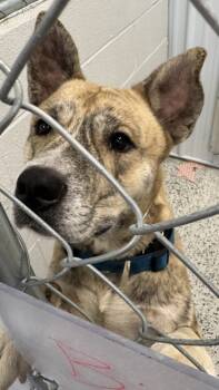 Rescue Mixed Breed Dogs for Adoption in West Chester, Pennsylvania - Nickelbark Fka Dog 12 | PetCurious